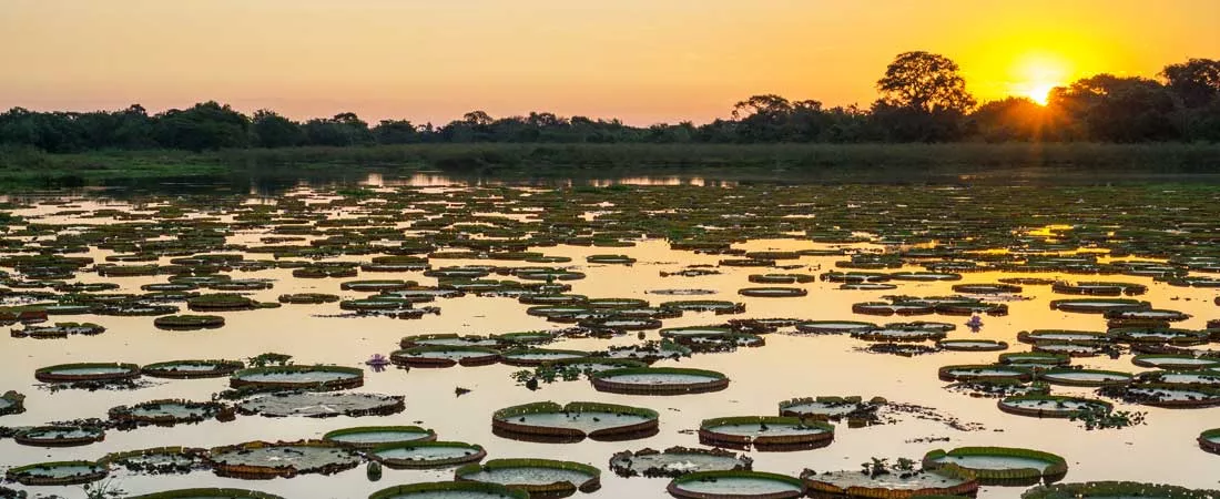 Rio et le Pantanal sauvage - 9 jours