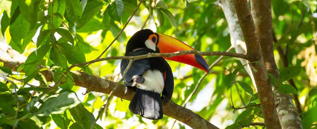 Nature Grandiose à Rio et Foz do Iguazu - 9 jours